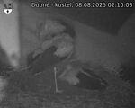 Capi_Dubne_20250808_021003.jpg