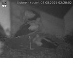 Capi_Dubne_20250808_022002.jpg