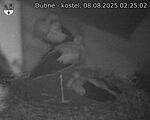 Capi_Dubne_20250808_022502.jpg