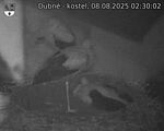 Capi_Dubne_20250808_023002.jpg