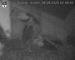 Capi_Dubne_20250808_024002.jpg
