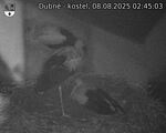 Capi_Dubne_20250808_024503.jpg