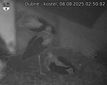 Capi_Dubne_20250808_025002.jpg