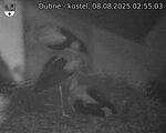Capi_Dubne_20250808_025503.jpg
