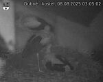 Capi_Dubne_20250808_030502.jpg