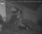Capi_Dubne_20250808_031002.jpg