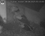 Capi_Dubne_20250808_031503.jpg
