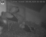 Capi_Dubne_20250808_035002.jpg