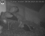 Capi_Dubne_20250808_035503.jpg