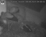Capi_Dubne_20250808_040002.jpg