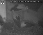 Capi_Dubne_20250808_042002.jpg
