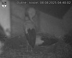 Capi_Dubne_20250808_044002.jpg