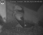 Capi_Dubne_20250808_044503.jpg