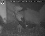 Capi_Dubne_20250808_045002.jpg