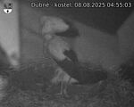 Capi_Dubne_20250808_045503.jpg