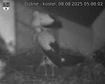 Capi_Dubne_20250808_050002.jpg