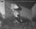 Capi_Dubne_20250808_050503.jpg