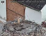 Capi_Dubne_20250808_054503.jpg
