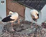 Capi_Dubne_20250808_055003.jpg