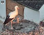 Capi_Dubne_20250808_055503.jpg