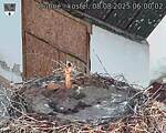 Capi_Dubne_20250808_060002.jpg
