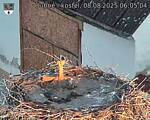 Capi_Dubne_20250808_060504.jpg
