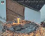 Capi_Dubne_20250808_061002.jpg