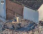 Capi_Dubne_20250808_063503.jpg