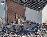 Capi_Dubne_20250808_064503.jpg