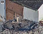 Capi_Dubne_20250808_065003.jpg