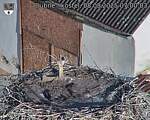 Capi_Dubne_20250808_070003.jpg