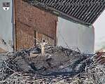 Capi_Dubne_20250808_070503.jpg