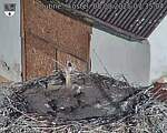Capi_Dubne_20250808_073504.jpg