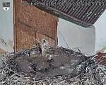 Capi_Dubne_20250808_075003.jpg