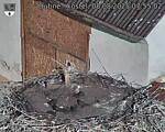 Capi_Dubne_20250808_075502.jpg