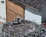 Capi_Dubne_20250808_131502.jpg