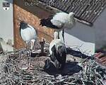 Capi_Dubne_20250808_143502.jpg