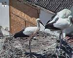 Capi_Dubne_20250808_150003.jpg