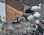Capi_Dubne_20250808_150503.jpg