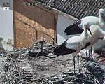 Capi_Dubne_20250808_151003.jpg