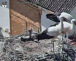 Capi_Dubne_20250808_151503.jpg