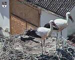 Capi_Dubne_20250808_154003.jpg
