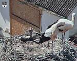 Capi_Dubne_20250808_154503.jpg