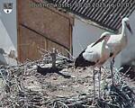 Capi_Dubne_20250808_160003.jpg
