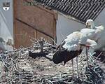 Capi_Dubne_20250808_160503.jpg