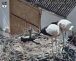 Capi_Dubne_20250808_161003.jpg