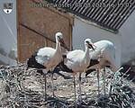 Capi_Dubne_20250808_161502.jpg