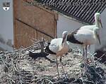 Capi_Dubne_20250808_163503.jpg