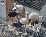 Capi_Dubne_20250808_170503.jpg
