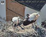 Capi_Dubne_20250808_172503.jpg